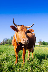 Curious cow on the meadow in summer sunset
