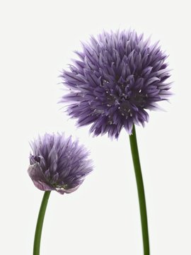 Chive flowers