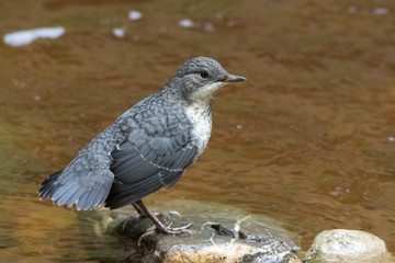 Wasseramsel Jungtier
