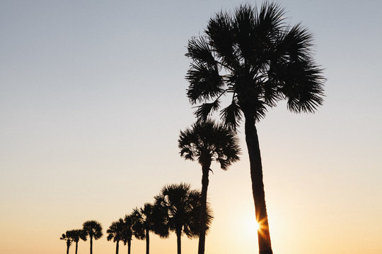 Palm trees in a row