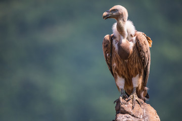 Griffon Vulture in a detailed portrait, standing on a rock overs