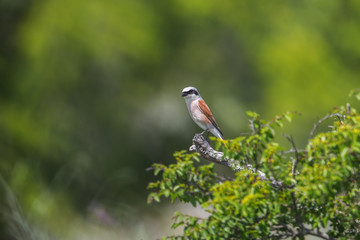 View of beautiful bird Lanius collurio