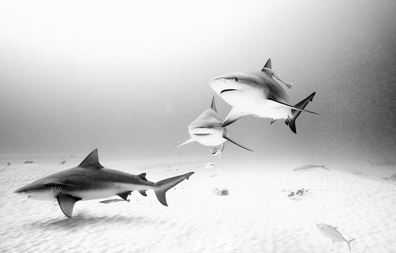 Sharks underwater in sea 