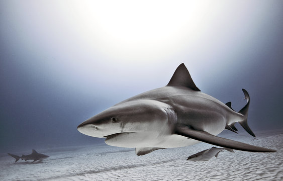 Sharks underwater in sea 
