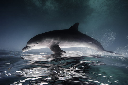 Dolphin leaping on water surface 