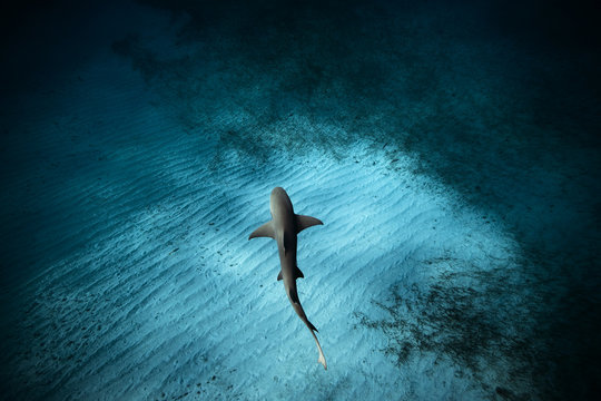 Shark underwater in sea 