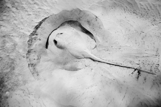 Stingray underwater in sea 