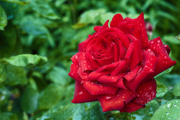 red rose, close-up