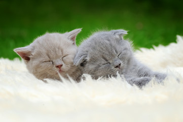 Two kitten on white blanket