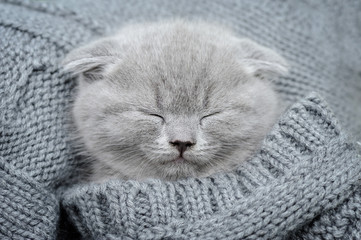 Gray kitten sleep in gray clouth