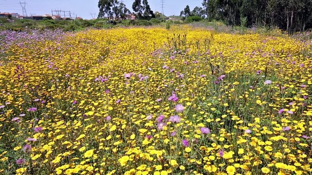 Galactites tomentosus (purple milk thistle) on a field of yellow daisies in the countryside