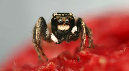jumping spider extreme detail