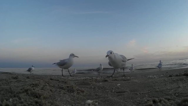 Черное море, чайки 2