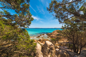 plants by the sea in Capriccioli beach