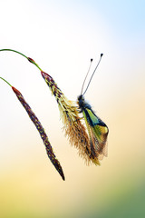 owly sulphur, Libelloides coccajus