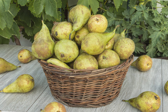 cesta con peras maduras, peras fresas en el campo