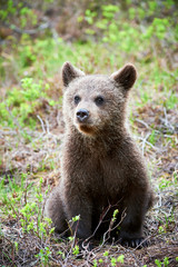 Naklejka na ściany i meble Brown bear cub