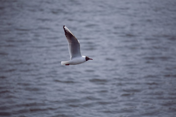 Fototapeta na wymiar beautiful seagull With black head flying