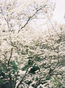 White blossom on tree