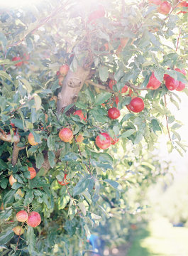 Apples growing on tree