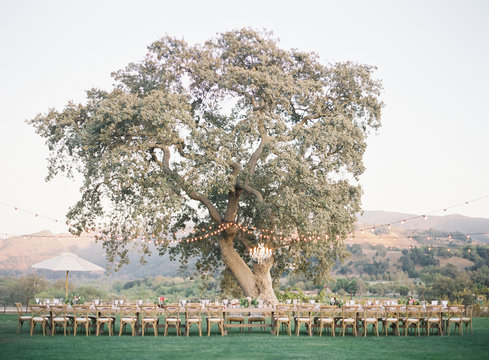 Outdoor Wedding Reception in front of huge tree