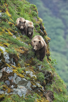 Sow with cubs on mountainside