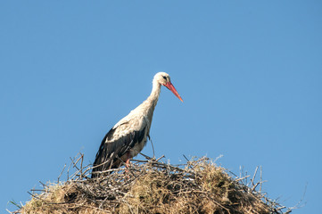 Stork on stork nest done on power pole on blue sky background