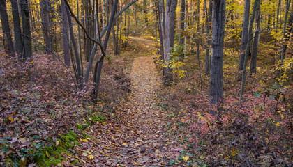Winding Forest Path. Winding Forest Path Through An Autumn Woodlands