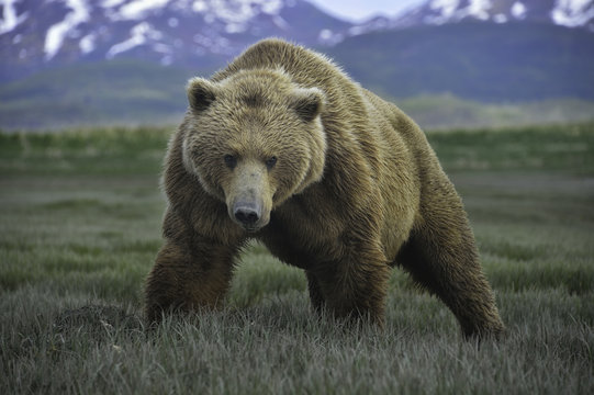 Portrait of brown bear on grassland looking at camera