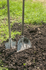 Shovels stuck in manure in farm yard