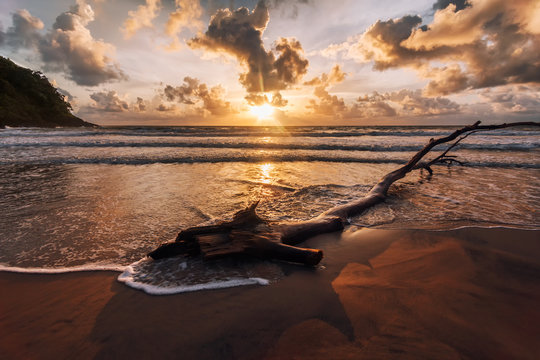 Driftwood washed up on beach