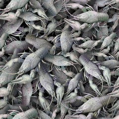 background with crayfish. Seamless pattern.