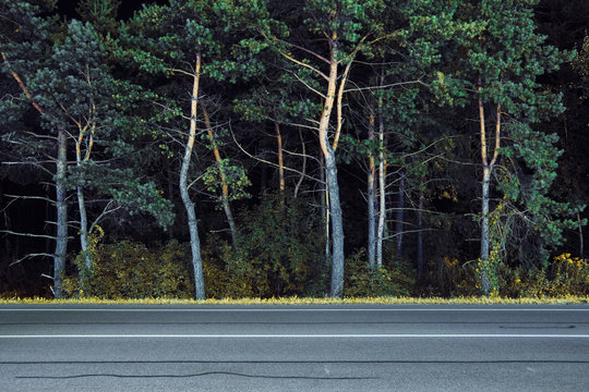 Edge of forest by roadside
