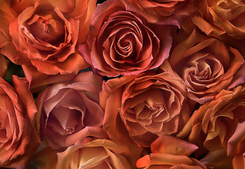 Pink and orange roses, full frame