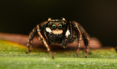 jumping spider