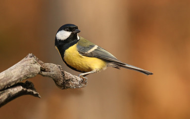 forrest bird