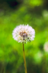 fluffy dandelion with natural green background
