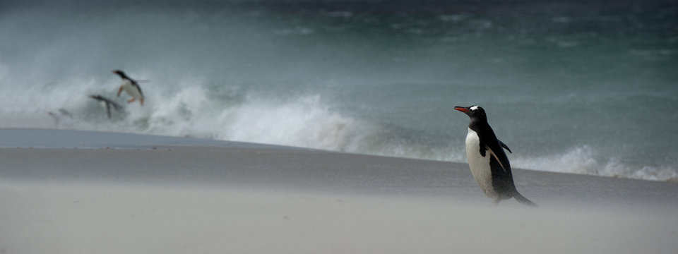 Three Gentoo Penguins on the Beach