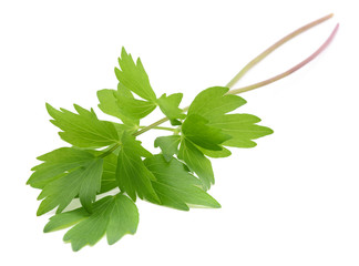 Fresh lovage branches