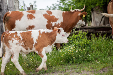 A mother cow and her calf stand in a farm © V&P Photo Studio
