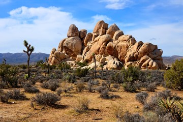 Fototapeta na wymiar Boulders and Joshua trees at Joshua Tree National Park, California, USA