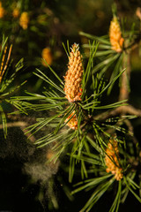 Cone pollen