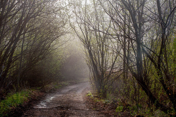 forest fog morning field