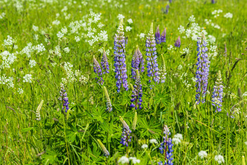 Fototapeta premium Lupine