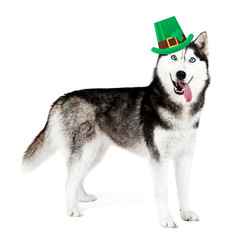 Funny happy dog with St. Patrick's Day hat, isolated on white