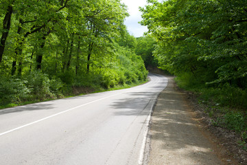 Fototapeta na wymiar road in summer forest