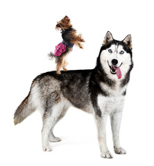Yorkshire terrier standing on husky's back, isolated on white