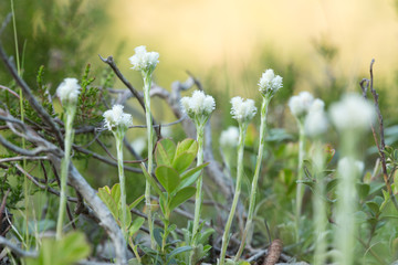 Blooming mountain everlasting, Antennaria dioica in dry environment