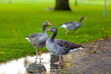 Greylag Goose