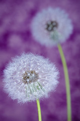 Beautiful purple dandelions